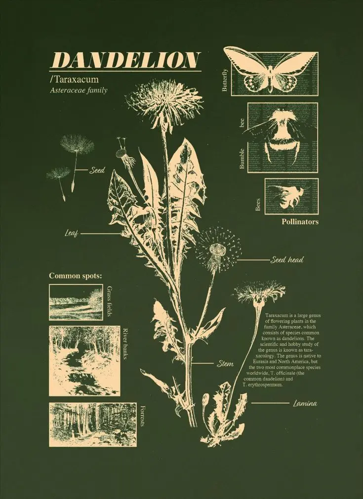 Dandelion
