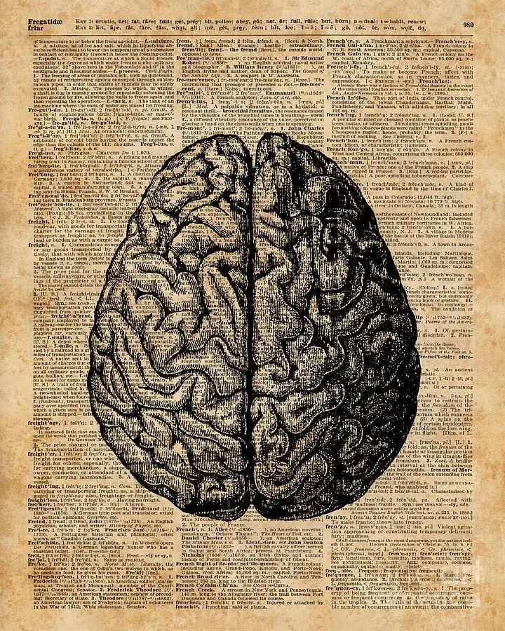 Brain