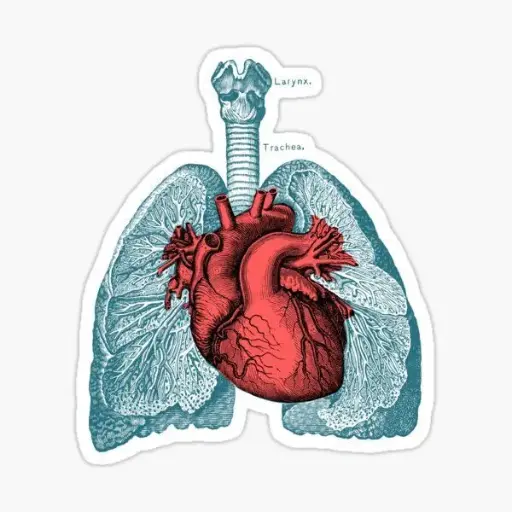 Heart