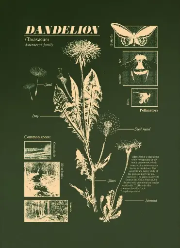 Dandelion