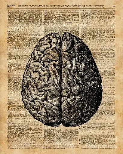 Brain