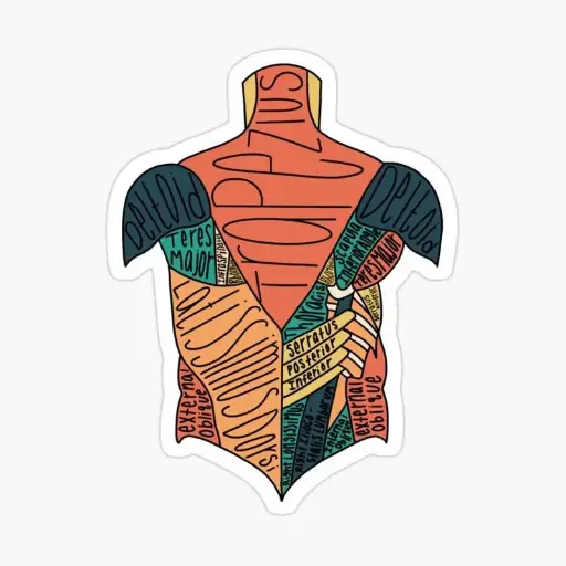 Body