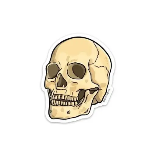 Skull