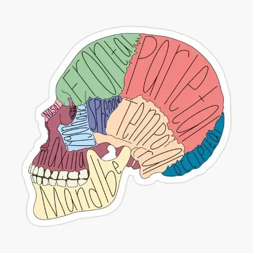 Skull