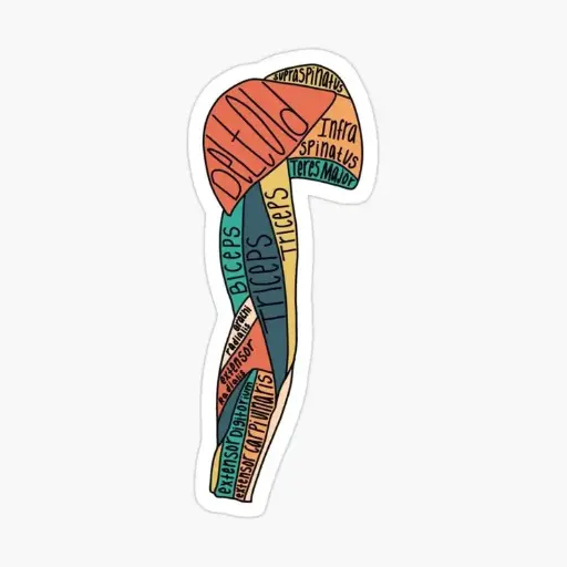 Arm
